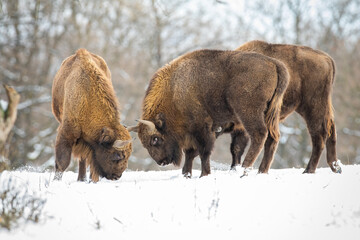 Two european bison, bison bonasus, fighting on meadow with forest behind in winter. Horned big mammal standing against each other. Wild huge animals in battle in snowy woodland.