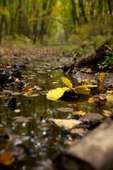 autumn leaves on the water