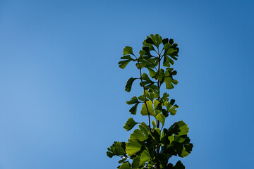 Ginkgo tree (Ginkgo biloba) or ginkgo tree with green leaves. Blue sky in background. Close-up. Evergreen landscaped garden. Park design. Nature of North Caucasus. Summer sunny day. Natural concept.