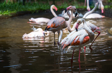 Pink flamingos in the national Aves park, Brazil.