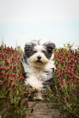 Portrait of bearded collie, who is running in tall shamrock. He is so active outside.
