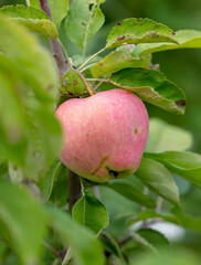 Ripe apples on the branches of a tree in summer.