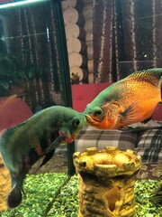 fish in aquarium