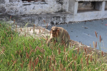 Obraz premium mnkeys in the streets