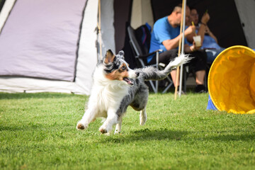 border collie in agility tunel on Ratenice competition. Amazing day on czech agility competition in town Ratenice it was competition only for large.