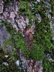 moss on tree bark