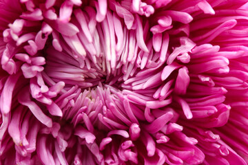 Beautiful pink aster as background, closeup. Autumn flower