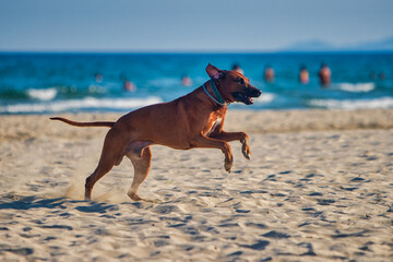 dog rhodesian ridgeback running at the along the sandy beach
