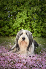 Bearded collie is lying in pink flower. So patient model and lovely dog.