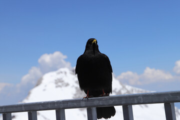 Alpendohle auf dm Dachstein