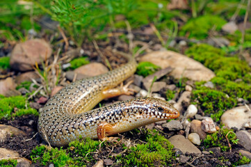 Gefleckter Walzenskink (Chalcides ocellatus), Peloponnes, Griechenland / Ocellated skink,...