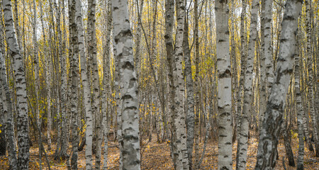 Fototapeta premium rare autumn foliage peeks out from behind the trunks of birch trees