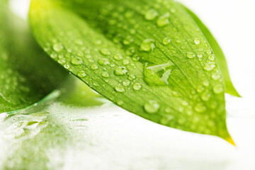 leaves with drops isolated