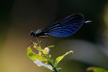 Beautiful dragonfly. Libellula depressa. Insects close up.
