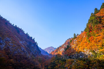 【山が燃えるような紅葉】秘境 奥只見