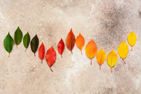 Wave from colored autumn leaves on a beige grunge background. Beautiful autumn composition of colorful foliage. Top view, flat lay, copy space.