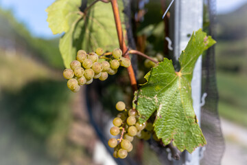 A Grapes in autumn just before harvest