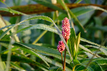 MORNING DEW DROPS - Wet grass and flower in the sunshine