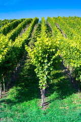 A Grapes in autumn just before harvest