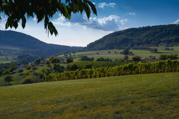 A Grapes in autumn just before harvest