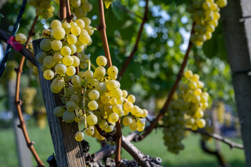 A Grapes in autumn just before harvest