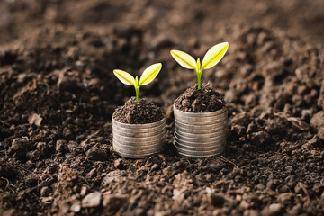 The seedlings are growing on the coins, thinking about financial growth.
