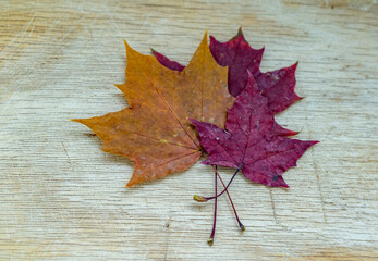 Naklejka na ściany i meble Dry fallen maple leaves on wooden background