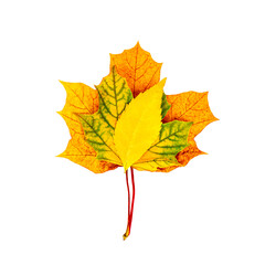 Top view of bright yellow and orange autumn leaves in fall for card design isolated on white background.