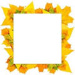 Naklejka na ściany i meble Top view of bright yellow and orange autumn leaves frame isolated on white background.