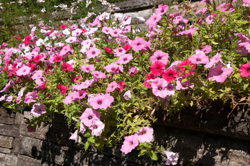 Sydney Australia, flowering petunias in garden on a sunny day