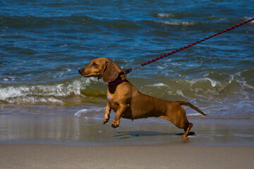Dachshund on the blue sea. Holidays with a pet