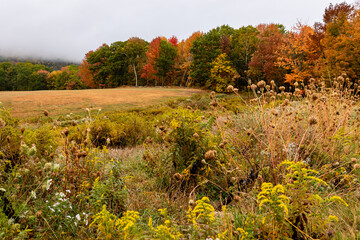 Colorful fall foliage and waning plants along a links fairway at a golf course in Maine