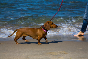 Dachshund on the blue sea. Holidays with a pet