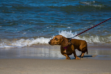 Dachshund on the blue sea. Holidays with a pet