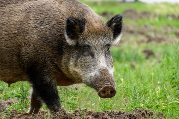 Fototapeta na wymiar Adult wild boar sow (Sus scrofa) buries in the ground