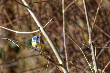 bird on a branch