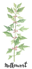 Watercolor medicinal herbs illustration. motherwort botany