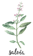 Watercolor medicinal herbs illustration. Salvia botany