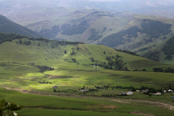 Fototapeta na wymiar landscape with cows