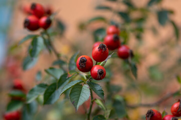 Obraz premium Ripened rose hips on shrub branches, red healthy fruits of Rosa canina plant, late autumn harvest