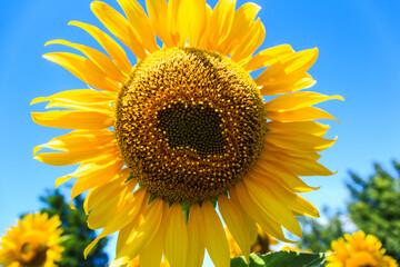 Obraz premium bright yellow blooming sunflowers, blooming field against a bright blue sky