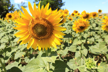 bright yellow blooming sunflowers, blooming field against a bright blue sky