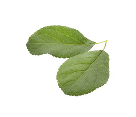 Fresh green plum leaves isolated on white