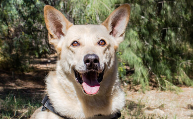 White dog smiling.