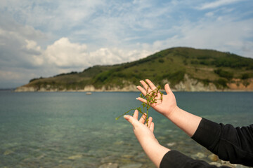 Green seaweed in the hands of a girl