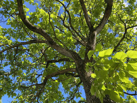Low angle shot of the branches of a walnut tree covered by the sunlight