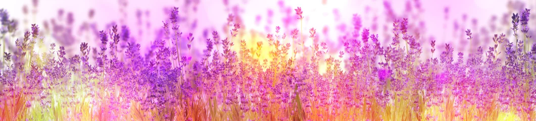 Fensteraufkleber Beautiful sunlit lavender flowers outdoors. Banner design © New Africa