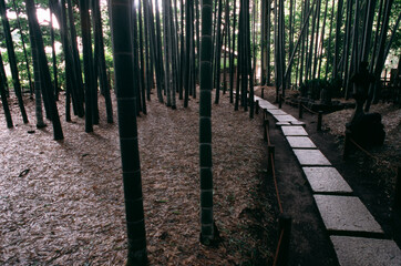 竹林