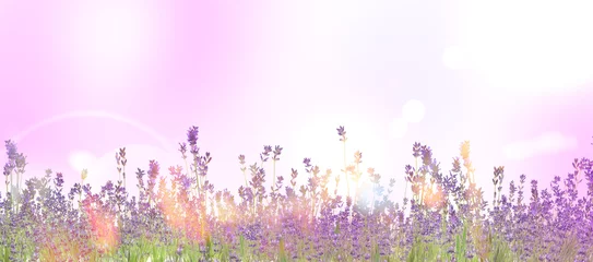 Poster Beautiful sunlit lavender flowers outdoors. Banner design © New Africa