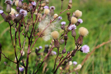 Purple fluffy wildflowers with blurred nature background.